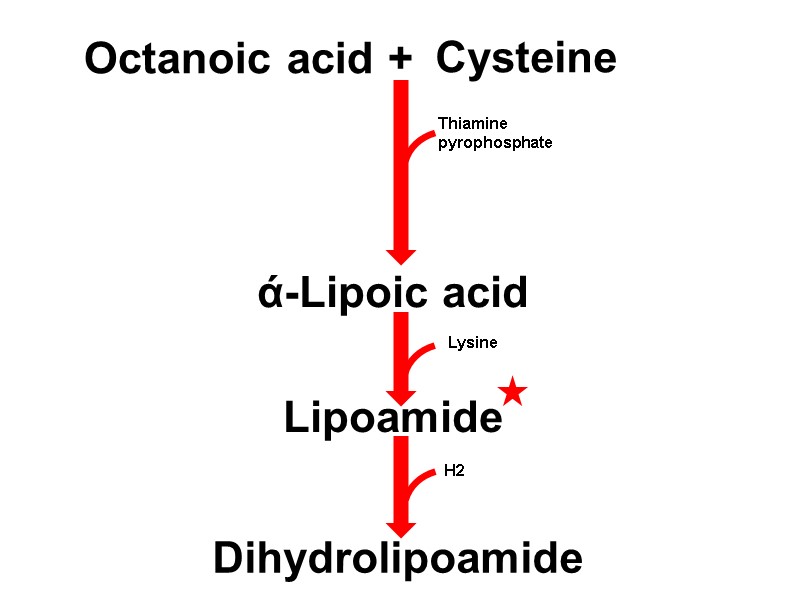 Octanoic acid + Cysteine ά-Lipoic acid Lipoamide Dihydrolipoamide Thiamine pyrophosphate Lysine H2